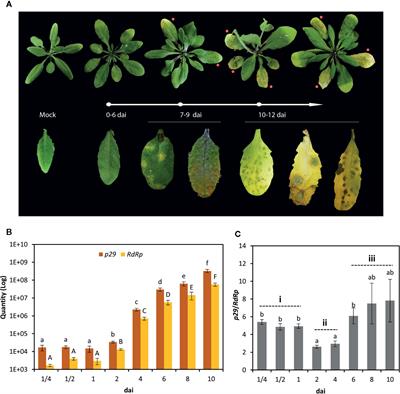 Plant Immune System Activation Upon Citrus Leprosis Virus C Infection Is Mimicked by the Ectopic Expression of the P61 Viral Protein